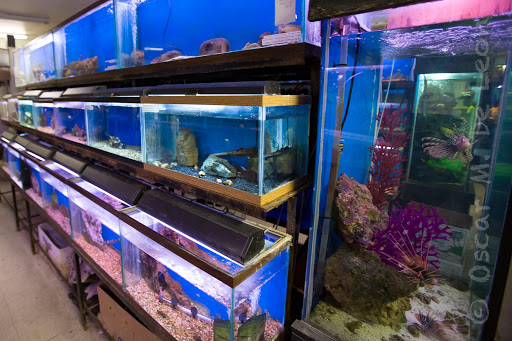 Tropical Fish Store «Midway Tropical Fish & Pets», reviews and photos, 24101 Pacific Hwy S, Kent, WA 98032, USA