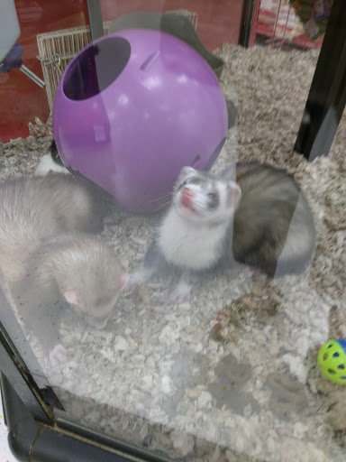 Pet Supply Store «Petco Animal Supplies», reviews and photos, 51 Middlesex Turnpike, Burlington, MA 01803, USA