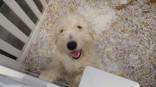 Pet Store «The Puppy Store», reviews and photos, 1163 Merrick Ave, Merrick, NY 11566, USA