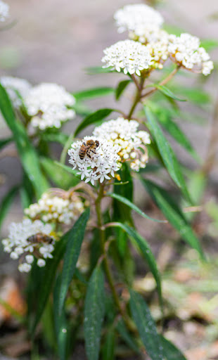 Plant Nursery «Wilcox Nursery», reviews and photos, 12501 Indian Rocks Rd, Largo, FL 33774, USA
