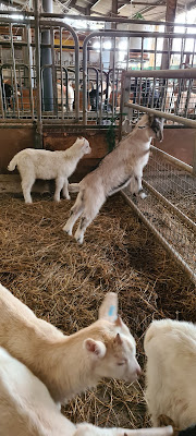 BOUC VERT à Butry-sur-Oise