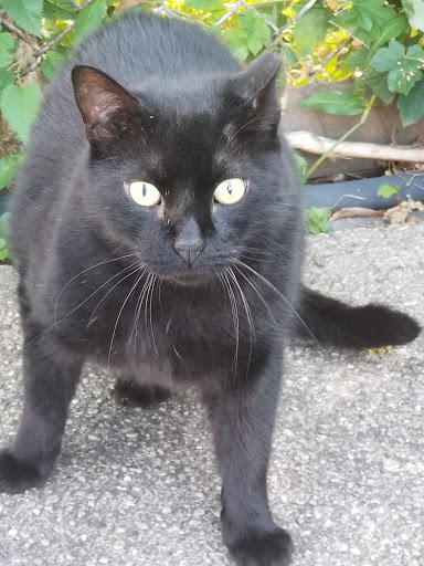 Pet Supply Store «Pet Supplies Plus», reviews and photos, 74-17 Grand Ave, Maspeth, NY 11378, USA