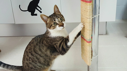 Clínica Veterinaria Medivet en Marbella