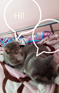 Petco - Photo 6 - Car repair in Clive, IA, Des Moines