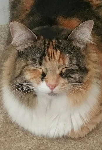 Pet Supply Store «Mud Bay», reviews and photos, 2611 California Ave SW, Seattle, WA 98116, USA