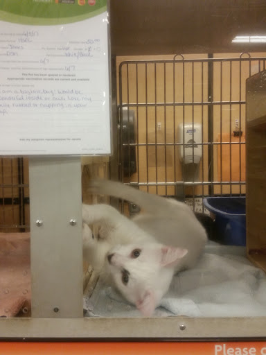 Pet Supply Store «PetSmart», reviews and photos, 2718 Legends Pkwy, Prattville, AL 36066, USA