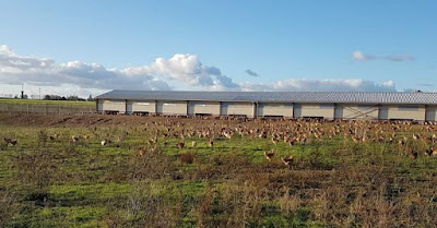 Les Volailles de La Garenne à Serazereux