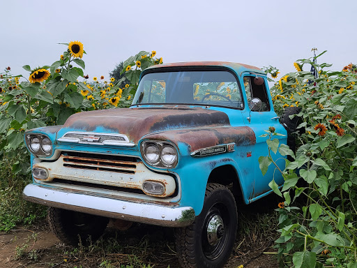 Pumpkin Patch «Rutledge Corn Maze LLC», reviews and photos, 302 93rd Ave SE, Olympia, WA 98501, USA