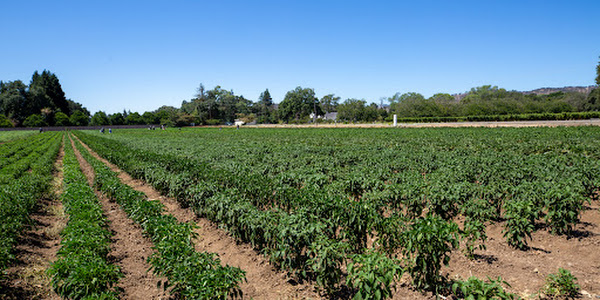 Larry's Produce