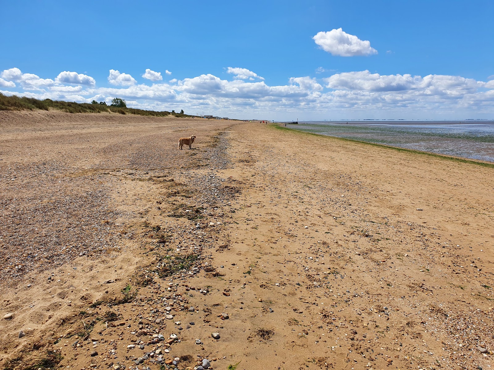 Fotografija Heacham South Beach z dolga ravna obala