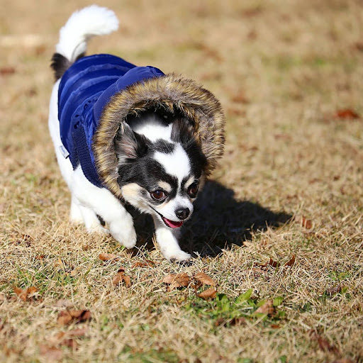 Pet Store «Jules Pet Shop», reviews and photos, 2214 N Milwaukee Ave