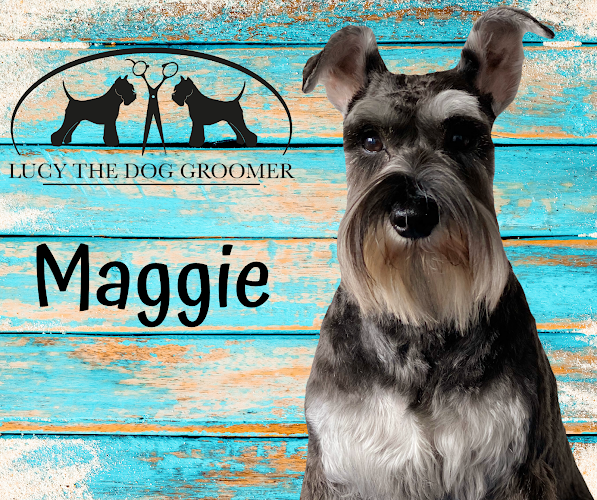 Reviews of Lucy the Dog Groomer in Bournemouth - Dog trainer