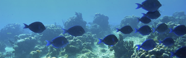 indigo tang