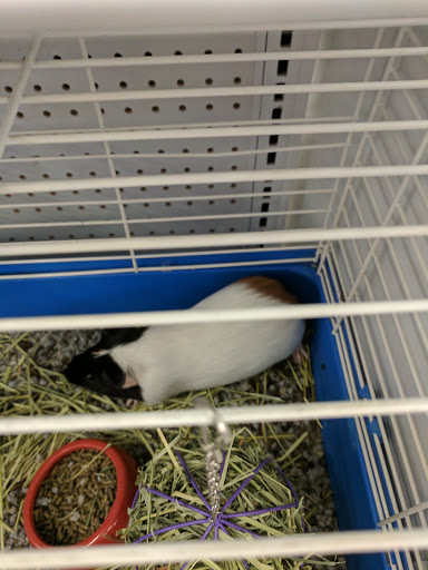 Pet Supply Store «Chow Hound Pet Supplies», reviews and photos, 518 N Beacon Blvd, Grand Haven, MI 49417, USA