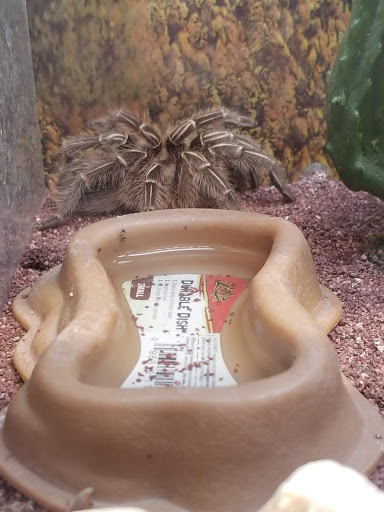 Pet Store «El Granero Pet Shop», reviews and photos, 15700 Atlantic Ave, Compton, CA 90221, USA