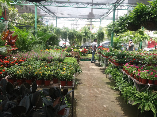 Interflora Quisqueyana SRL