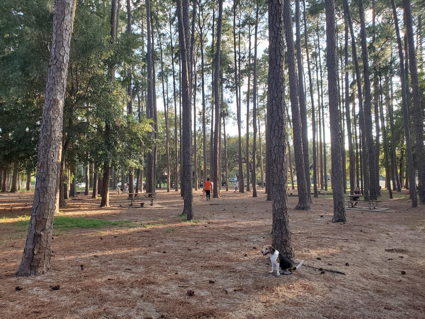 Herty Pines Dog Park