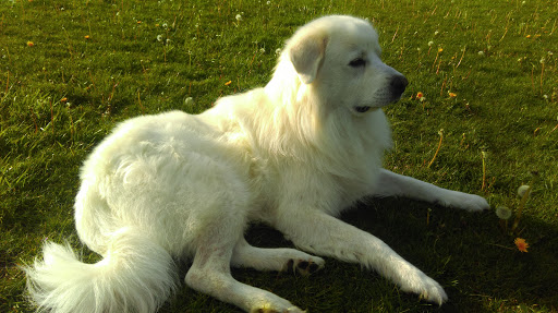 Pet Supply Store «PetSmart», reviews and photos, 1130 SE Everett Mall Way, Everett, WA 98208, USA