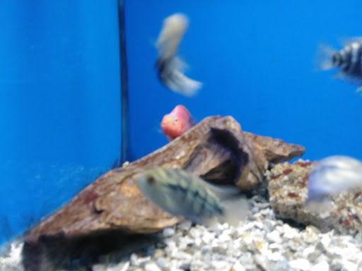 Pet Store «Pet Cove», reviews and photos, 820 E Center St, Kingsport, TN 37660, USA