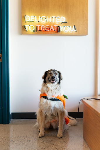 Sploot Veterinary Care - Arvada image