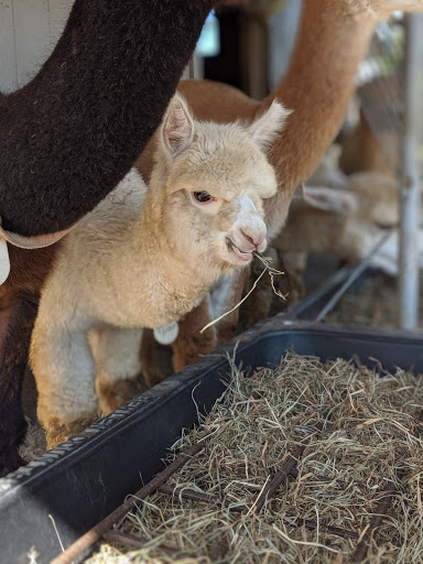 Boutique «Six Paca Farm», reviews and photos, 44 Bozrah St, Bozrah, CT 06334, USA