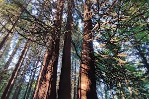 Old Sequoia Trees image