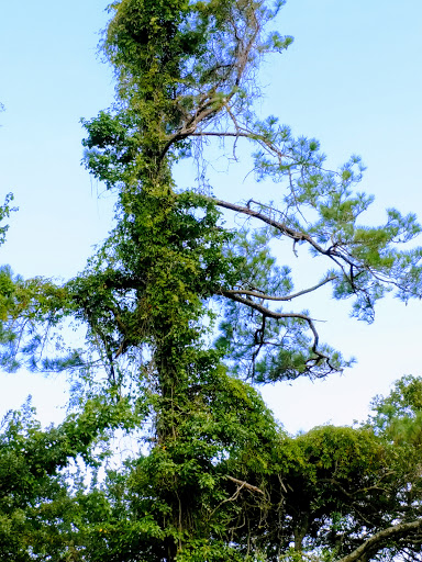 Park «Sanford D. Cox, Sr. Community Park», reviews and photos, 470 Elizabeth Dr, Murrells Inlet, SC 29576, USA