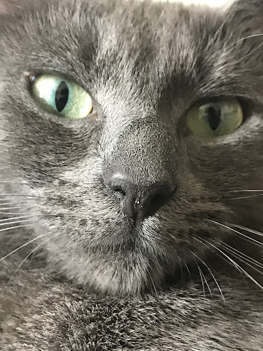 Pet Store «Gentle Jungle Pet Store», reviews and photos, 470 Lewis Ave, Meriden, CT 06451, USA