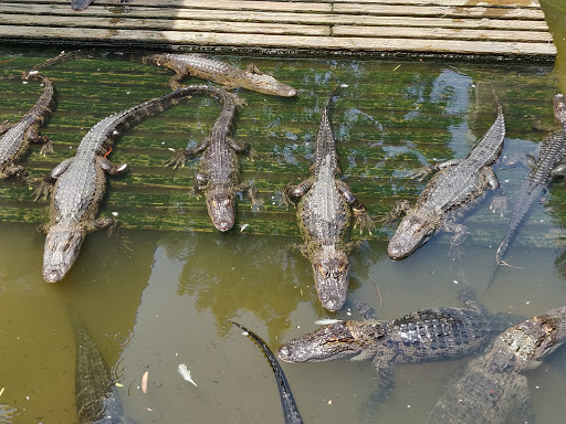 Amusement Park «Gatorland», reviews and photos, 14501 S Orange Blossom Trail, Orlando, FL 32837, USA