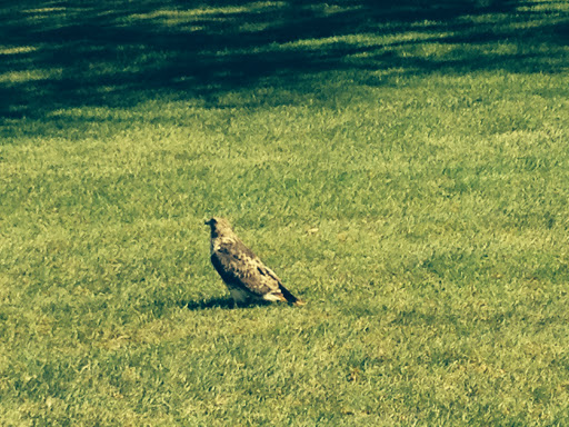 Golf Course «Pine Oaks Golf Course», reviews and photos, 1709 Buffalo Rd, Johnson City, TN 37604, USA