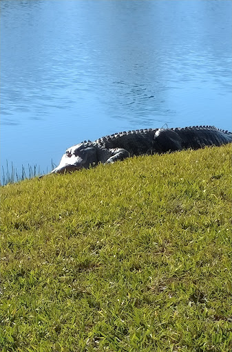 Country Club «Kelly Greens Golf & Country Club», reviews and photos, 12300 Kelly Greens Blvd, Fort Myers, FL 33908, USA