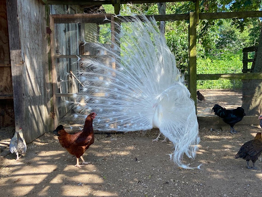 Animal Feed Store «Barnstable Farm & Pet», reviews and photos, 48 Lombard Ave, West Barnstable, MA 02668, USA