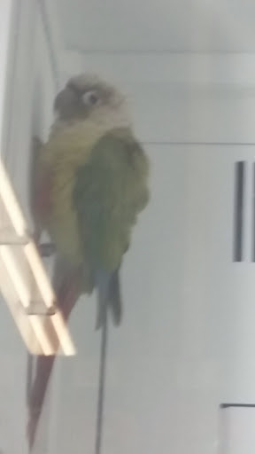 Pet Supply Store «Petco Animal Supplies», reviews and photos, 226 Thornton Drive, Dickson, TN 37055, USA