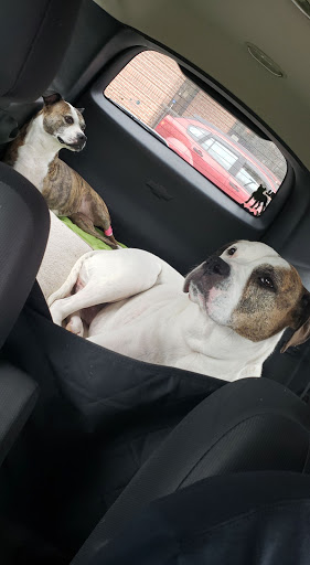 Pet Supply Store «Purely Pets», reviews and photos, 13723 23 Mile Rd, Shelby Charter Township, MI 48315, USA