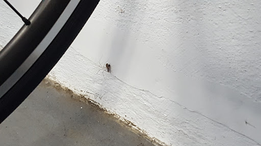 Bicycle Store «Fast Bicycle», reviews and photos, 2274 Alum Rock Ave, San Jose, CA 95116, USA