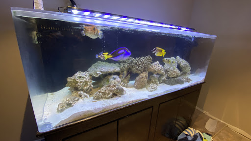 Pet Supply Store «Tropical World Pets», reviews and photos, 8444 Watson Rd, Webster Groves, MO 63119, USA