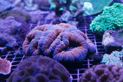 Tropical Fish Store «somethingFISHY», reviews and photos, 1977 Alafaya Trail #1091, Oviedo, FL 32765, USA