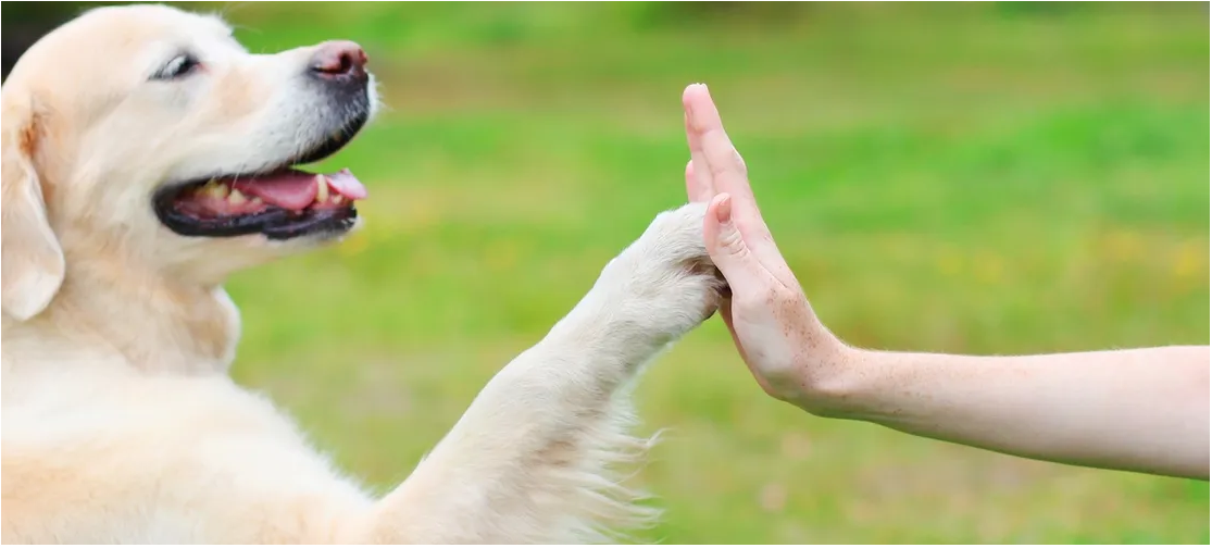 Working Paws Training