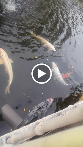 Childrens Farm «Best Long Island Pumpkin Picking», reviews and photos, 250 Old Country Rd, Melville, NY 11747, USA