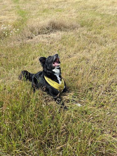 Smart Dogs Training & Dog Walking Field - Dog trainer