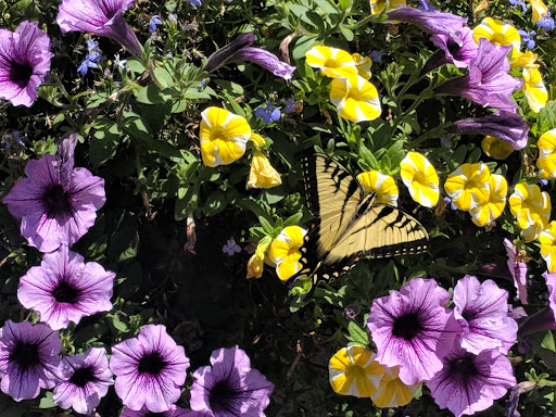 Florist «Cedar Grove Gardens», reviews and photos, 911 Adams St, Dorchester Center, MA 02124, USA