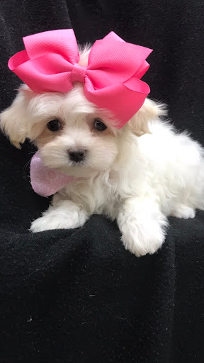 Pet Store «Happiness Is Pets Vi», reviews and photos, 616 E Roosevelt Rd, Lombard, IL 60148, USA