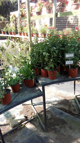 Opiniones de Vivero - Jardín Ficus en Quilpué - Centro de jardinería