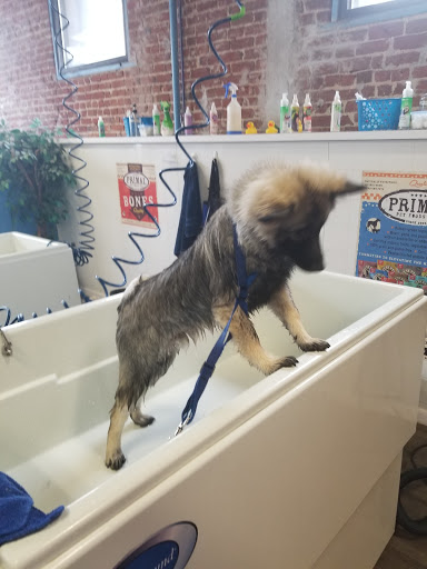 Pet Groomer «That Dog Wash», reviews and photos, 1401 Jackson St, Omaha, NE 68102, USA