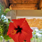 Photo n°1 de l'avis de Ilaria.2 fait le 17/01/2019 à 09:32 sur le  Trattoria Da Gianni à Castiadas