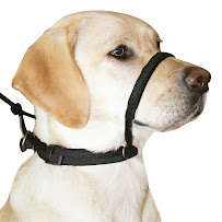 WAGS Pet Sitting - Photo 1 - Car repair in Billings, MT, Billings