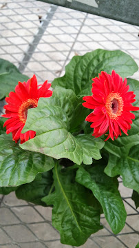 Garden Center at The Home Depot - Photo 6 - Car repair in Carolina, Puerto Rico, Carolina
