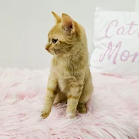 Topeka Cat Cafe - Car repair in Topeka, KS, Topeka - Rated 4.9/5