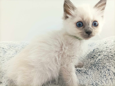 Chatterie Des Doux Nuages-Ragdoll à Caro