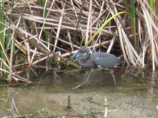 Public Golf Course «Southwinds Golf Course», reviews and photos, 19557 Lyons Rd, Boca Raton, FL 33498, USA